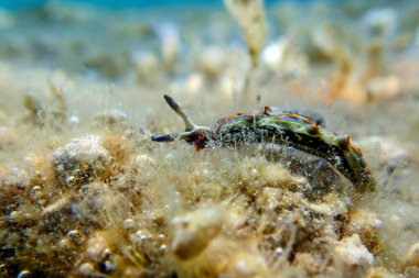 Thuridilla hopei - Sacoglossan deniz sümüklüböceği, Akdeniz'de sualtı çekimi