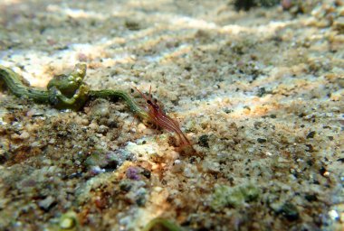 Naneli karides, Akdeniz sualtı görüntüsü.