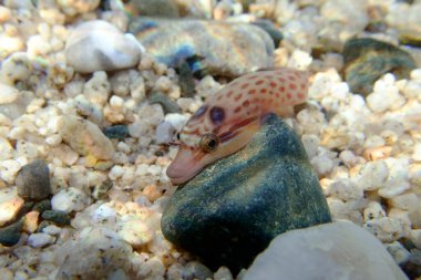 Kıyıdaki balık - (Lepadogaster lepadogaster), Akdeniz sualtı görüntüsü