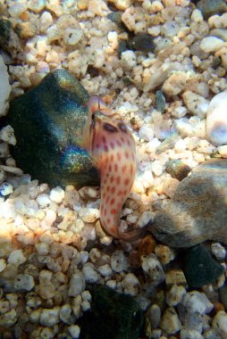 Kıyıdaki balık - (Lepadogaster lepadogaster), Akdeniz sualtı görüntüsü