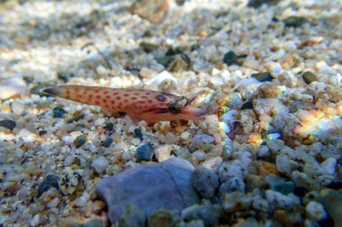 Kıyıdaki balık - (Lepadogaster lepadogaster), Akdeniz sualtı görüntüsü