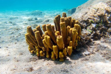Sarı tüp deniz süngeri - Aplysina aerophoba, Akdeniz sualtı görüntüsü