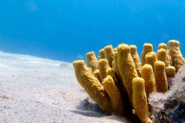 Sarı tüp deniz süngeri - Aplysina aerophoba, Akdeniz sualtı görüntüsü