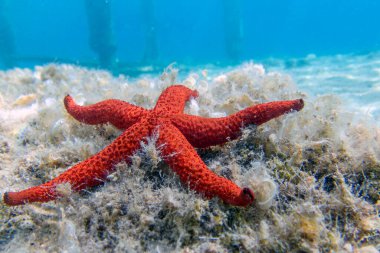 Echinaster sepositus - Kızıl deniz yıldızı, Akdeniz sualtı görüntüsü