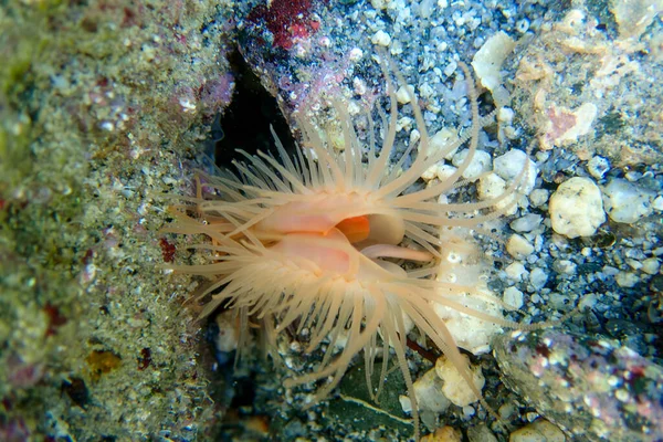 Limaria Hians Klaffende Fileclam Unterwasser Bild Ins Mittelmeer — Stockfoto
