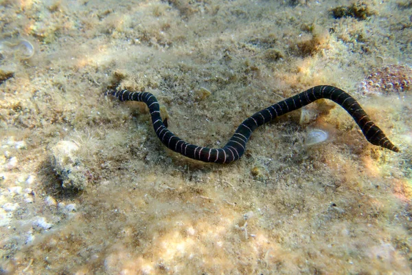 Sehr Seltenes Exemplar Eines Gebänderten Bootlace Seerosenwurms Notospermus Geniculatus Unterwasseraufnahme — Stockfoto