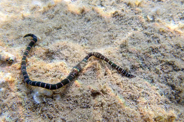 Bağcıklı deniz solucanı (Notospermus geniculatus), Akdeniz sualtı görüntüsü çok nadir görülür.