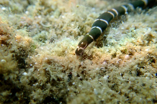 Zeer Zeldzame Imge Van Verbonden Bootlace Zeeworm Notospermus Geniculatus Onderwaterbeeld — Stockfoto