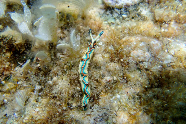 Thuridilla Hopei Sacoglossan Sea Slug Underwater Shoot Mediterranean Sea — Stock Photo, Image