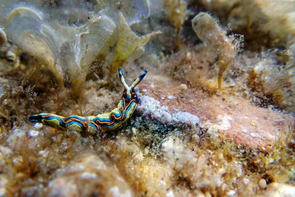 Thuridilla hopei - Sacoglossan deniz sümüklüböceği, Akdeniz'de sualtı çekimi