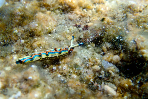 Thuridilla hopei - Sacoglossan deniz sümüklüböceği, Akdeniz'de sualtı çekimi