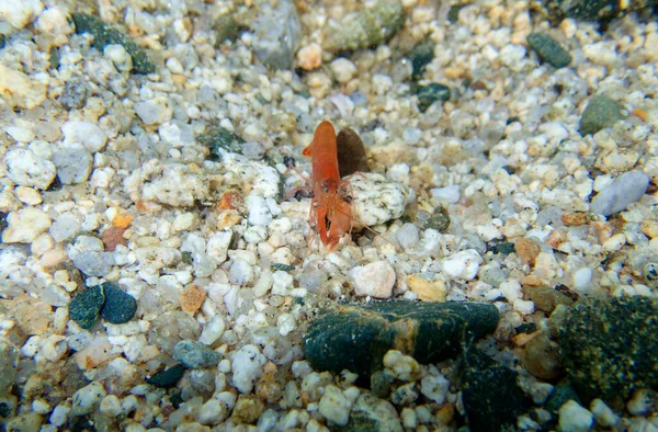 Oranžový Evropský Krevetový Chřestýš Alfeus Macrocheles Podvodní Obraz Středozemního Moře — Stock fotografie