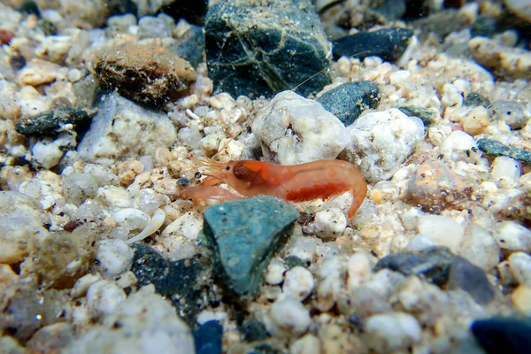 Orange European Snapping Prawn Alpheus Macrocheles Underwater Image Mediterranean Sea — Stock Photo, Image