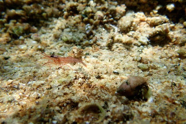 Camarão Hortelã Pimenta Imagem Subaquática Mar Mediterrâneo — Fotografia de Stock
