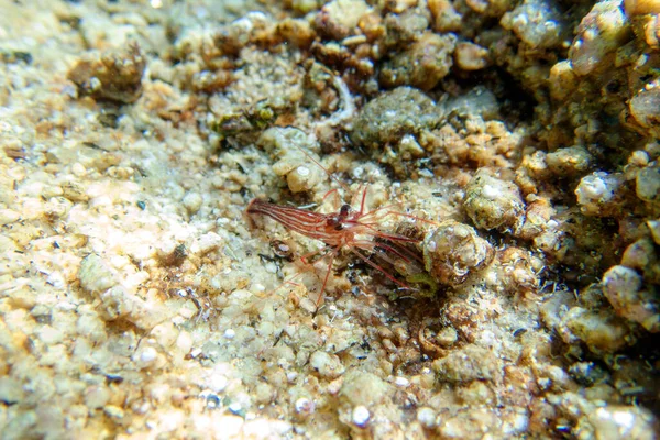 Mátové Krevety Podvodní Obraz Středozemního Moře — Stock fotografie