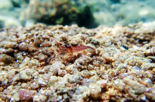 Pepermunt Garnalen Onderwater Beeld Middellandse Zee — Stockfoto