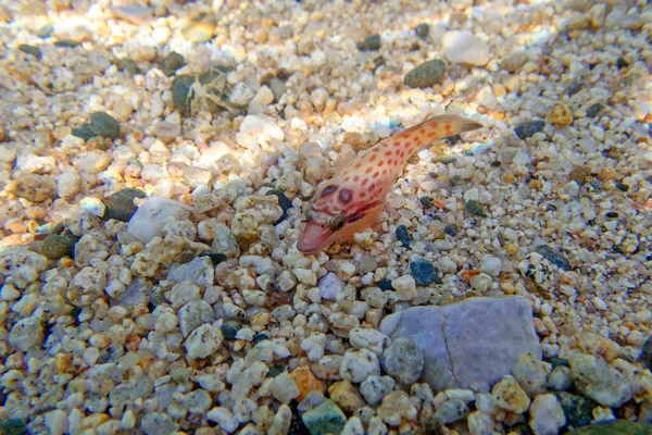 Shore Clingfish Lepadogaster Lepadogaster Underwater Image Mediterranean Sea — Stock Photo, Image