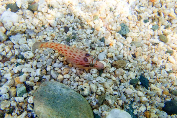 Peștele Țărm Lepadogaster Lepadogaster Imaginea Subacvatică Marea Mediterană — Fotografie, imagine de stoc