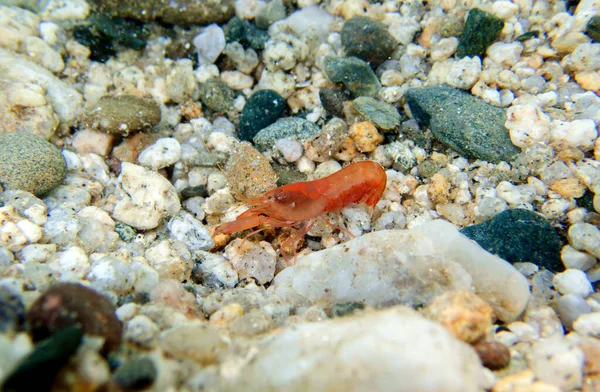Crevette Serpentine Europe Orange Alpheus Macrocheles Image Sous Marine Dans — Photo