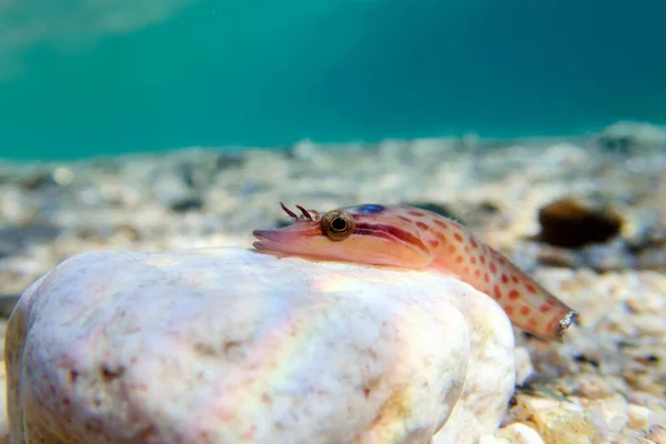 Lingfish Brzegu Lepadogaster Lepadogaster Podwodny Obraz Morza Śródziemnego — Zdjęcie stockowe