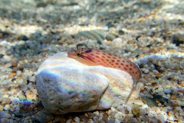 Der Küstenklammerfisch Lepadogaster Lepadogaster Unterwasserbild Ins Mittelmeer — Stockfoto