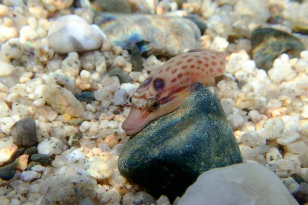 Kıyıdaki balık - (Lepadogaster lepadogaster), Akdeniz sualtı görüntüsü