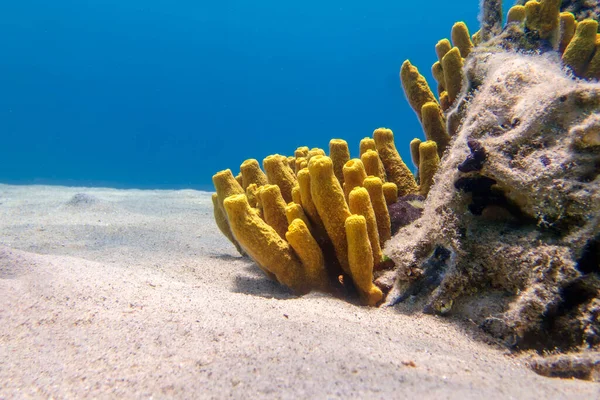Yellow tube sea sponge - Aplysina aerophoba, underwater image into the Mediterranean sea