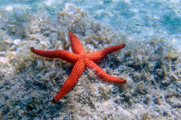 Echinaster Sepositus Červená Mořská Hvězda Podvodní Obraz Středozemního Moře — Stock fotografie