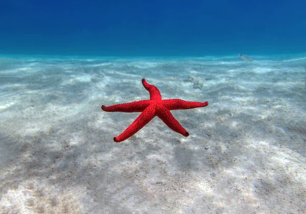 Echinaster Sepositus Estrela Mar Vermelho Imagem Subaquática Mar Mediterrâneo — Fotografia de Stock