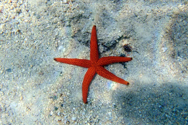 Echinaster Sepositus Vörös Tengeri Csillag Víz Alatti Kép Földközi Tengerbe — Stock Fotó