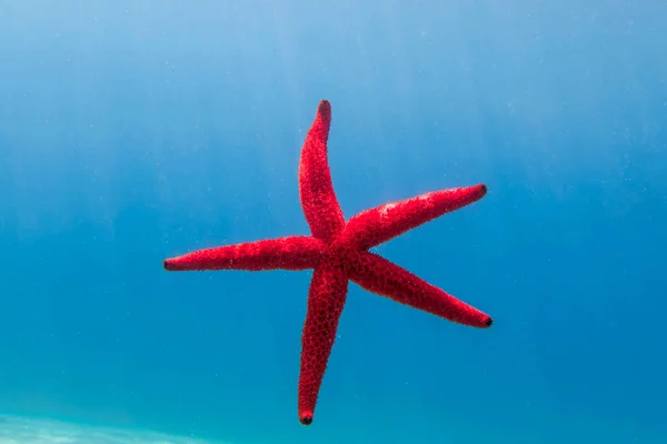 Echinaster Sepositus Red Sea Star Underwater Image Mediterranean Sea Stock Image