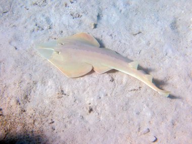 Halavi gitarbalığı - (Glaucostegus halavi), Kızıldeniz 'e sualtı fotoğrafı