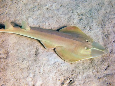 Halavi gitarbalığı - (Glaucostegus halavi), Kızıldeniz 'e sualtı fotoğrafı