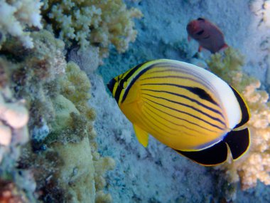 Kara kuyruklu kelebek balığı - (chaetodon austriacus), Kızıl Deniz 'e sualtı fotoğrafı