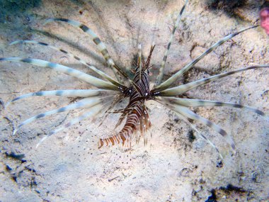 Kızıl Deniz 'de Aslan Balığı (Pterois volitans)