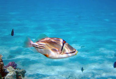 Picasso lagün tetikleyici balığı (Rhinecanthus aculeatus), Kızıl Deniz 'e sualtı fotoğrafı