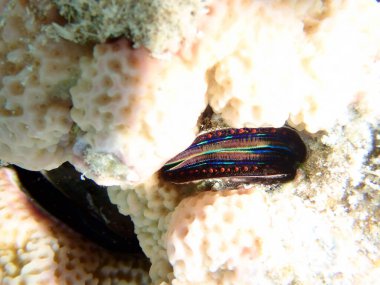 Mavi dudaklı mercan istiridyesi - (Pedum spondyloideum), Kızıldeniz 'e sualtı fotoğrafı