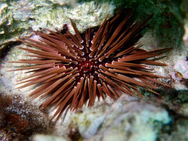Burrowing urchin - Echinometra mathaei