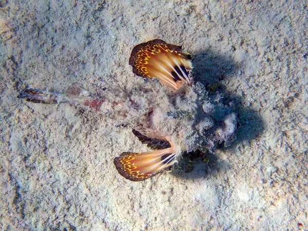 Inimicus Filamentosus Znany Również Jako Żarnik Płetwy Podwodne Zdjęcie Morza — Zdjęcie stockowe