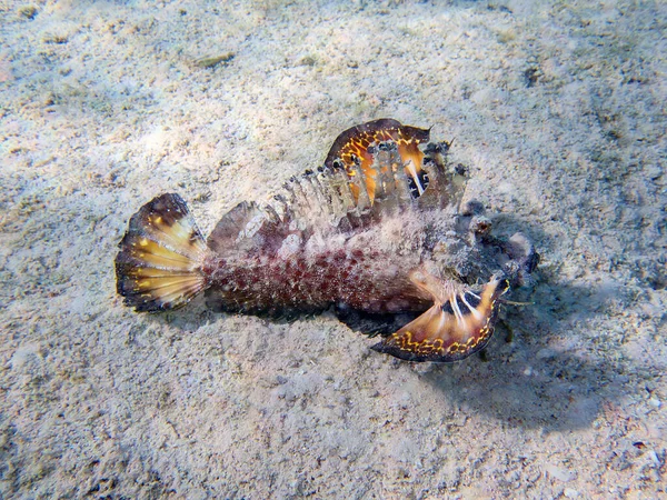 Inimicus Filamentosus Також Відомий Стюардеса Ниткою Підводне Фото Червоне Море — стокове фото