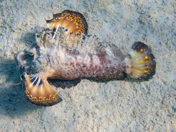 Inimicus Filamentosus Znany Również Jako Żarnik Płetwy Podwodne Zdjęcie Morza — Zdjęcie stockowe
