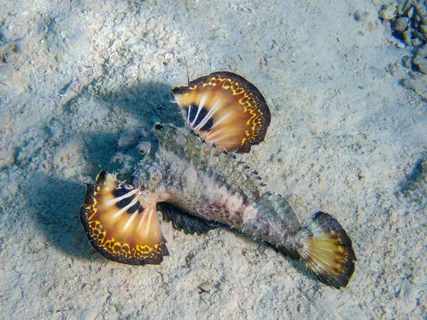 鱼尾纹 也被称为鱼尾纹刺的鱼尾纹 水下照片进入红海 — 图库照片
