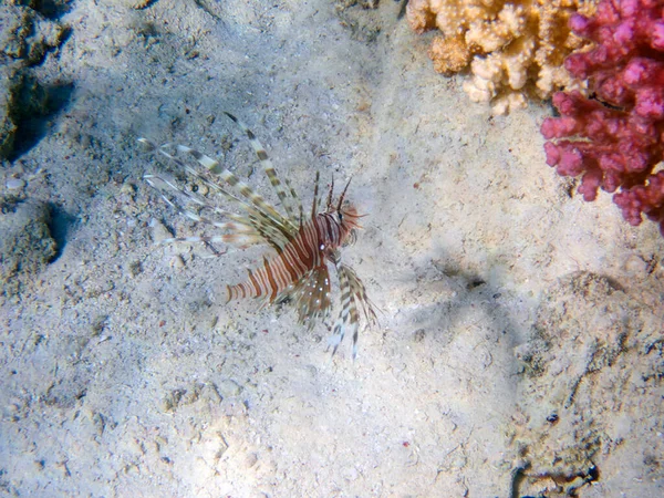 Lionfish Pterois Volitans Dans Mer Rouge — Photo