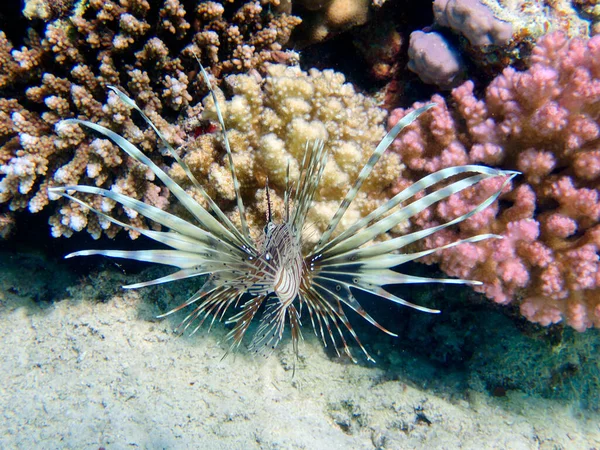 Lionfish Pterois Volitans Laut Merah — Stok Foto