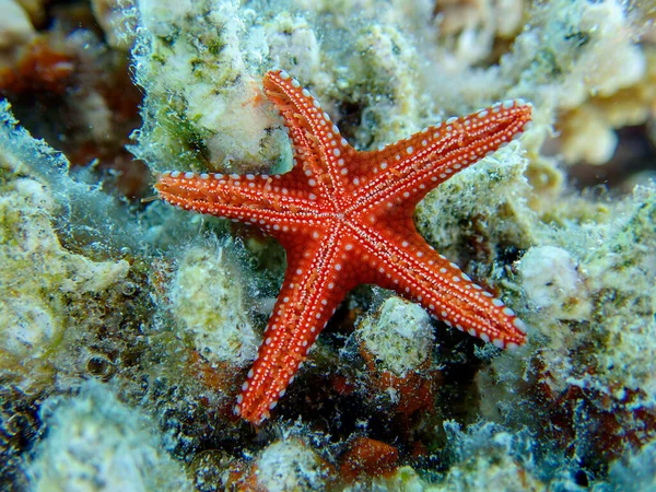 Ghardaqa Κόκκινο Αστέρι Της Θάλασσας Fromia Ghardaqana Υποβρύχια Φωτογραφία Στην — Φωτογραφία Αρχείου