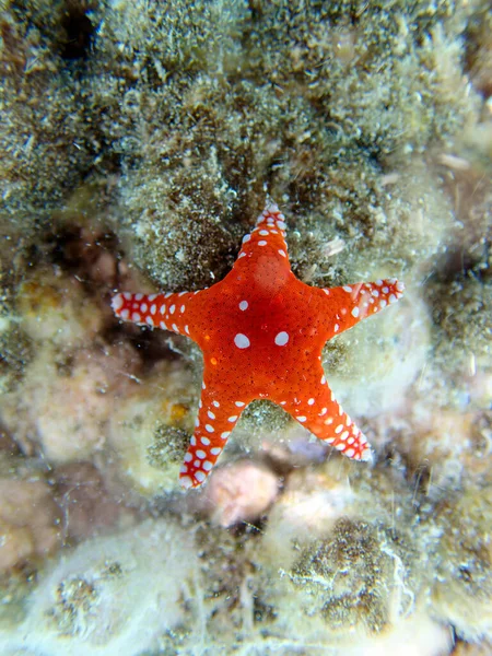 Ghardaqa Κόκκινο Αστέρι Της Θάλασσας Fromia Ghardaqana Υποβρύχια Φωτογραφία Στην — Φωτογραφία Αρχείου