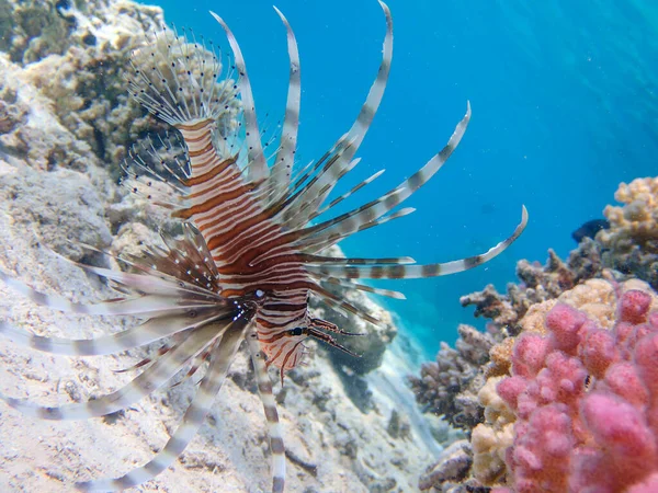 Lionfish Pterois Volitans Laut Merah Stok Gambar Bebas Royalti