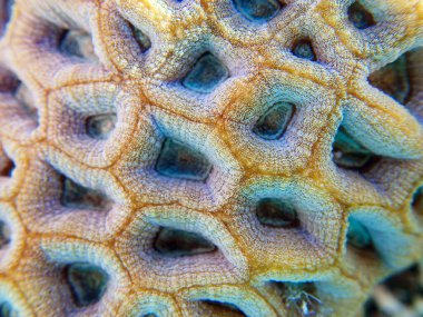 Knob LPS mercan - (Favori rotundata), sualtı makro fotoğrafçılık 