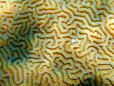 Colpophyllia natans - (Boulder Brain Coral), sualtı makro fotoğrafçılık 