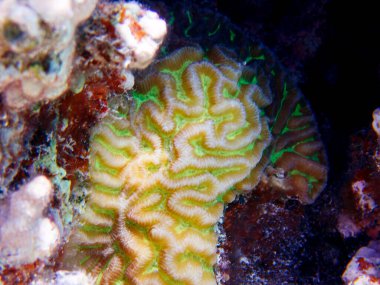 Colpophyllia natans - (Boulder Brain Coral), sualtı makro fotoğrafçılık 